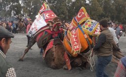 Didim’de deve güreşlerine yoğun ilgi