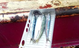 Gırgır teknelerinde “balık boyu” denetimi