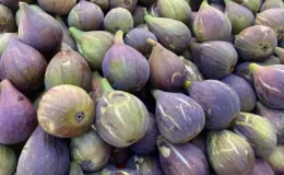 Aydın inciri ihracatta hız kesmiyor