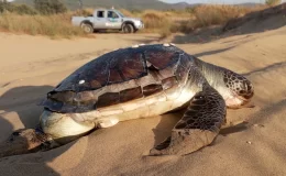 Kuşadası’nda 2 yeşil deniz kaplumbağası ölü bulundu