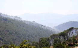 Aydın’da devam eden orman yangınına ekipler müdahale ediyor