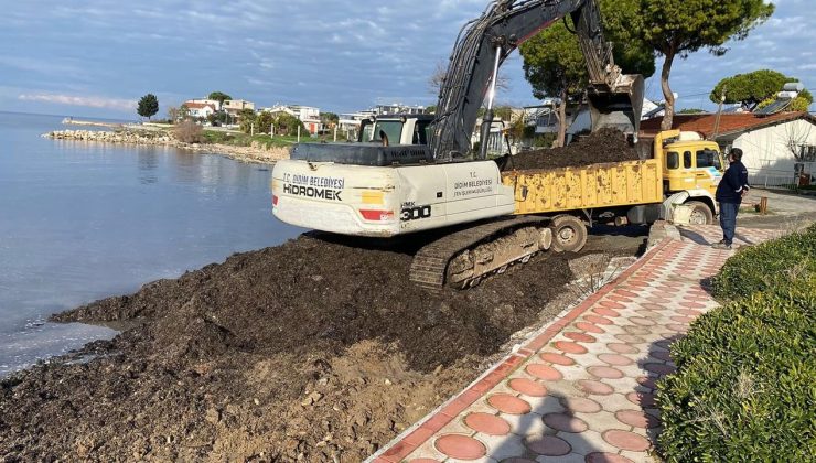 Didim’de sahildeki yosunlar temizlendi