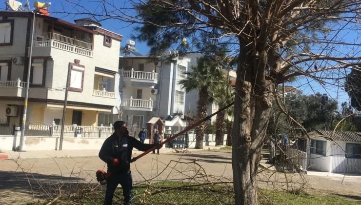 Didim’de Budama ağaçlar, ihtiyaç sahiplerine dağıtılıyor