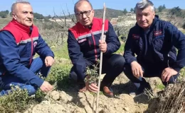 Aydın’da sakız fidanları yatırımı gerçekleştirildi