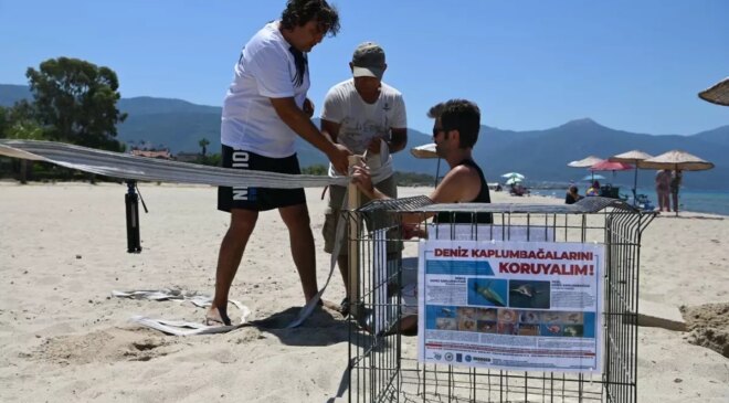 Aydın ve İzmir’de 457 caretta caretta yavrusu denizle buluştu