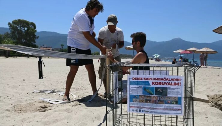 Aydın ve İzmir’de 457 caretta caretta yavrusu denizle buluştu