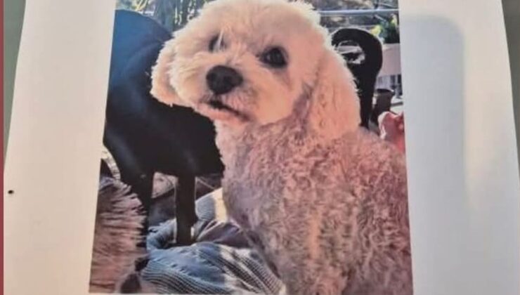 Didim’de bu köpeği bulana 10 bin TL ödül