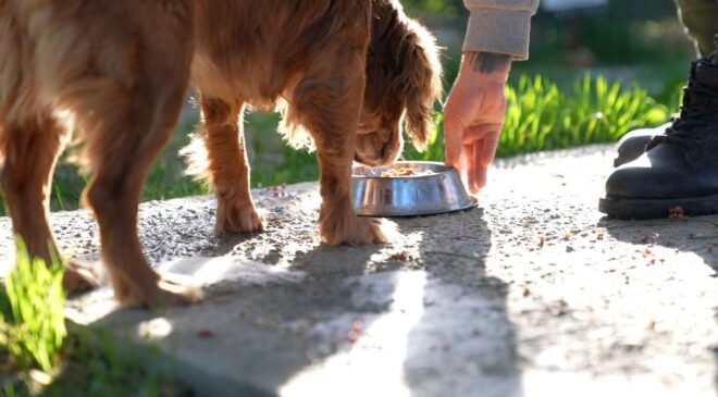 Didim’de gıda israfına son: Geri dönüşüm can dostlara umut olacak