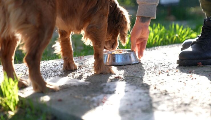 Didim’de gıda israfına son: Geri dönüşüm can dostlara umut olacak