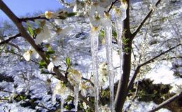 Kentte zirai don uyarısı: Bazı ilçelerde sıcaklık eksi 3’e kadar düşecek