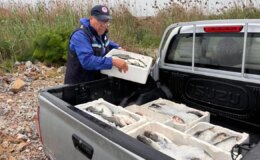 Milas’ta 80 kilo kefal balığına el konuldu