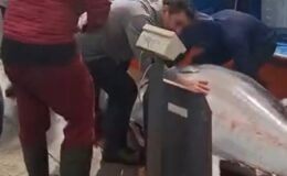 Didim’de 358 kiloluk dev orkinos yakalandı