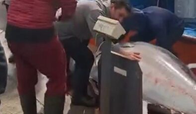 Didim’de 358 kiloluk dev orkinos yakalandı