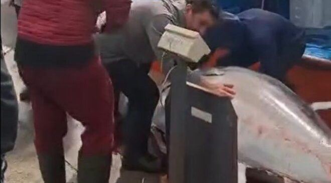 Didim’de 358 kiloluk dev orkinos yakalandı