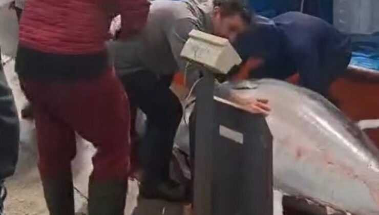 Didim’de 358 kiloluk dev orkinos yakalandı