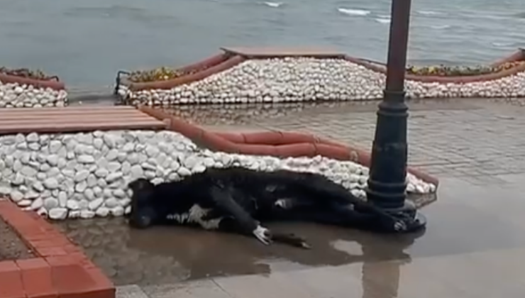Didim’de kaçak elektrik sokak köpeğinin canına mal oldu
