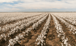 Pamukta tehlike çanları: Üretici maliyetler karşısında sıkıştı