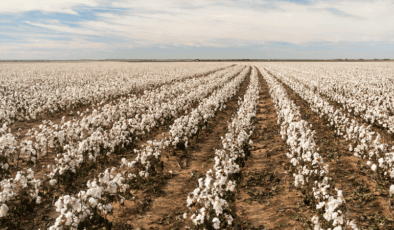 Pamukta tehlike çanları: Üretici maliyetler karşısında sıkıştı