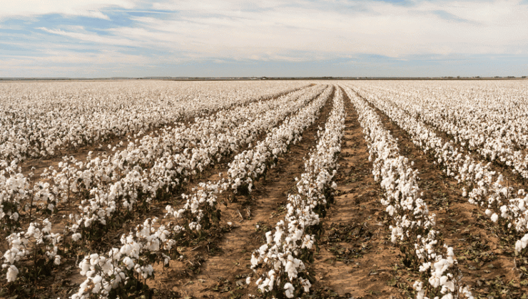 Pamukta tehlike çanları: Üretici maliyetler karşısında sıkıştı