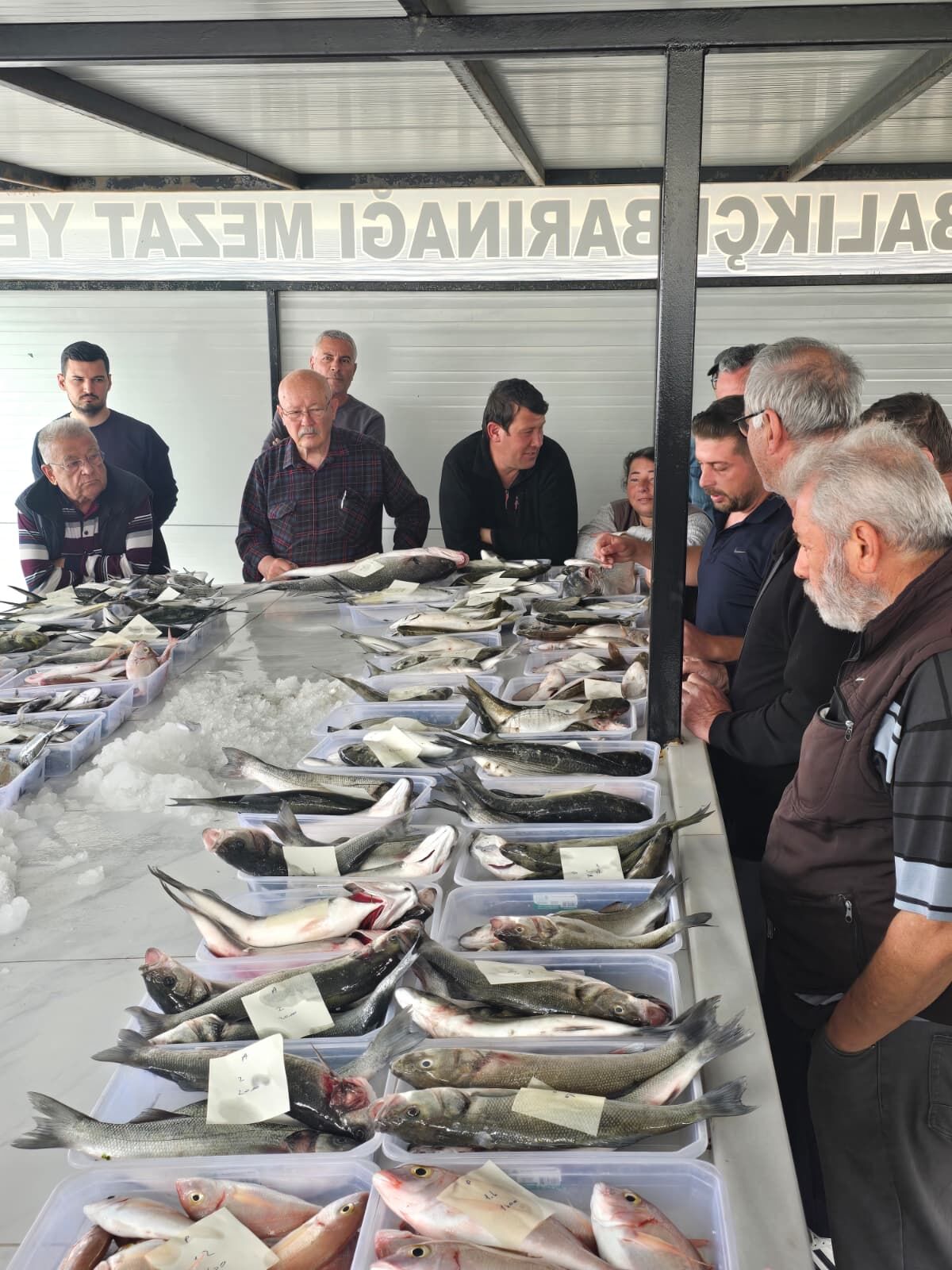 Didimde Balik Mezati Yeniden Basladi 660604 81Ac94