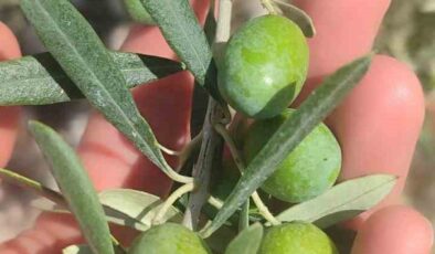 Didim’de zeytin sineği uyarısı: Üreticilere mücadele çağrısı