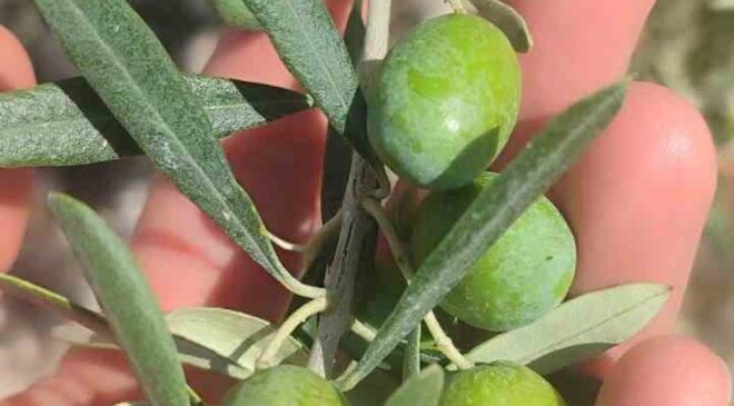 Didim’de zeytin sineği uyarısı: Üreticilere mücadele çağrısı