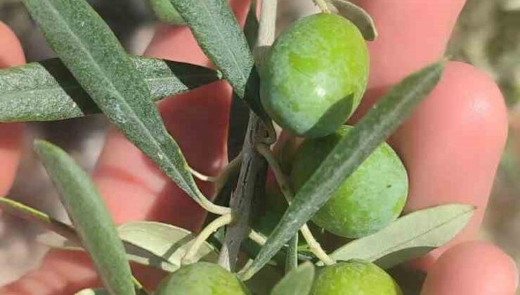 Didim’de zeytin sineği uyarısı: Üreticilere mücadele çağrısı